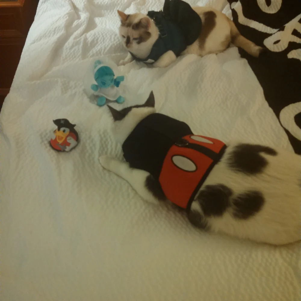 Mickey mouse cat harness